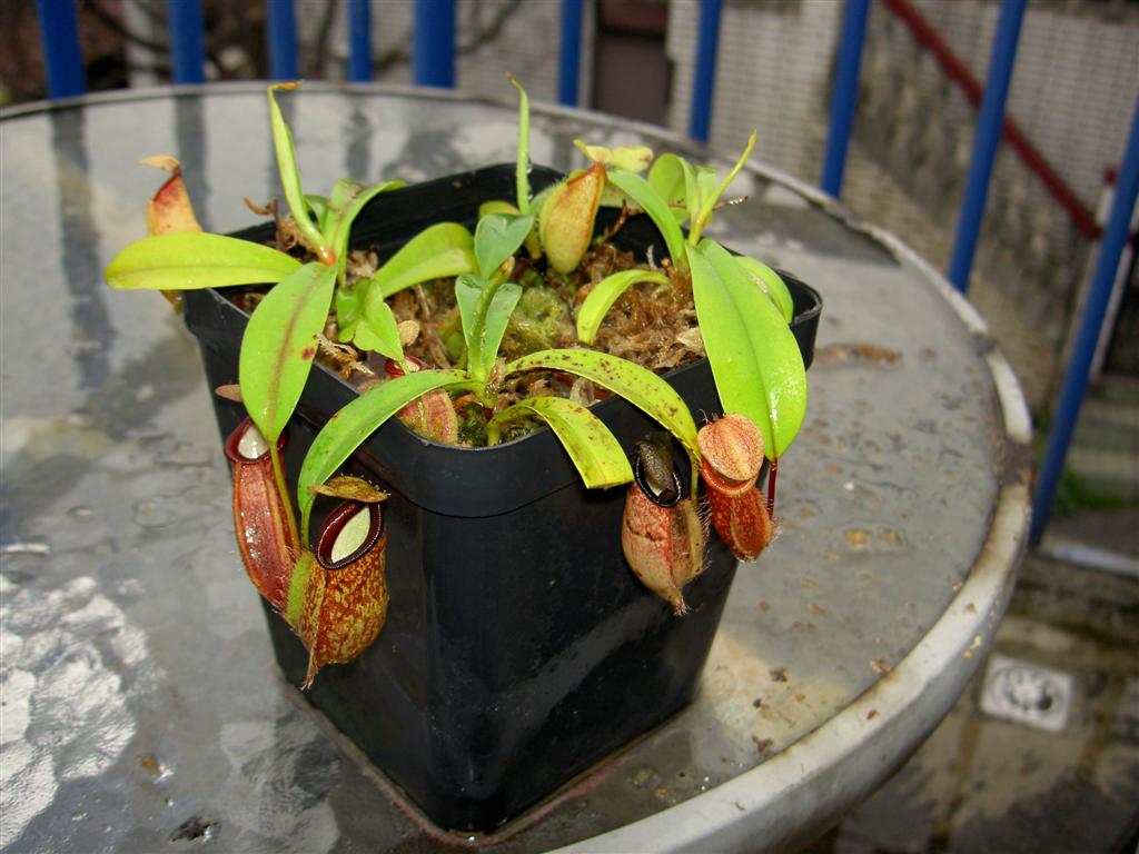 Nepenthes tentaculata x talangensis 4